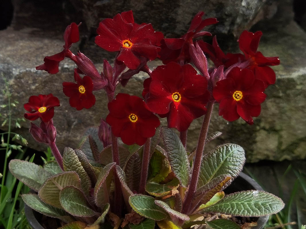 Primula 'Fireflies' photo